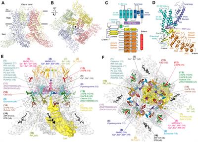 Ligand-Binding Sites in Vanilloid-Subtype TRP Channels